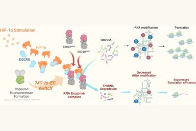 NCKU Researchers Achieve New Milestone in RNA Biology, Opening a New Chapter in Hypoxia BiologyImage