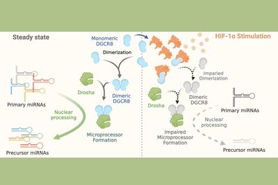 Unveiling the Non-Transcriptional Role of Transcription Factor: NCKU Team Sheds Light on a New Perspective in miRNA Regulation